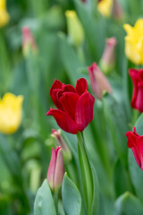 Naklejka premium Deep red tulip blooming among colorful spring flowers