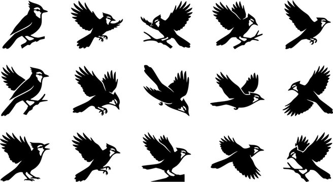 Blue jay birds silhouette icon set, flat black glyph style, pure white background