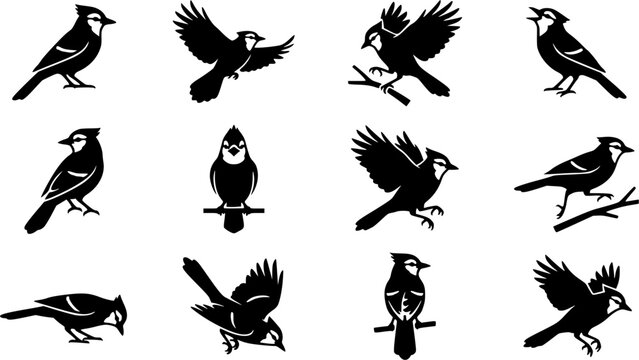 Blue jay birds silhouette icon set, flat black glyph style, pure white background