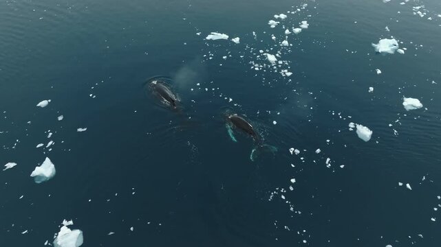 Two Humpback Whales Swimming Among Ice Floes