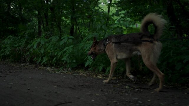 A dog being walked on a leash along a quiet suburban path with lush green trees and nature
