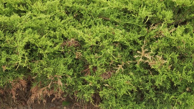 Dense yellowish-green foliage of a Goldsport Siberian cypress shrub stands still in daylight. Perfect for botanical documentaries or landscape design guides. 