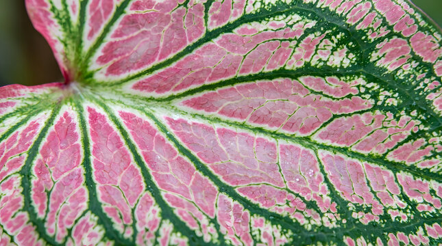 Close up of a vibrant pink and green caladium leaf showcasing intricate vein patterns