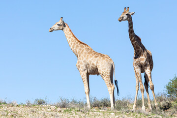 Two South  African Giraffes or Cape Giraffe (Camelopardalis giraffa) on skyline on top of sand dune, Kalahari, Northern Cape, South Africa © gozzoli