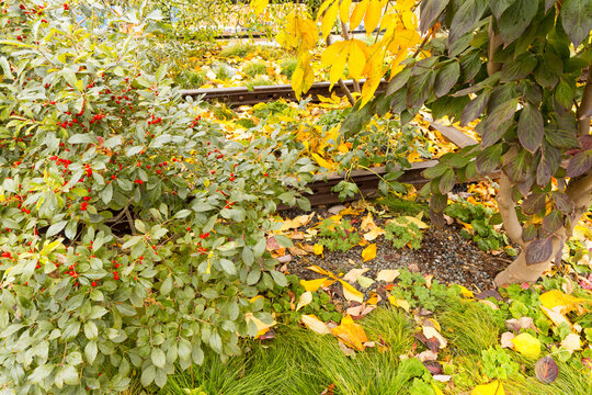 Autumn foliage, red berries, and vintage train tracks in a public park represent urban tourism and seasonal change at the High Line, Chelsea, Manhattan, New York City.