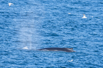 Fototapeta premium humpback whale tail