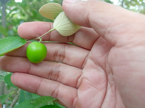 Green Jujube Fruits and Leaves of Bidara Plant or Ziziphus mauritiana