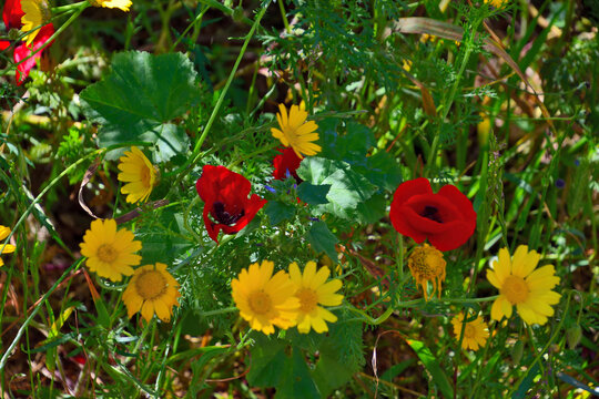Vibrant spring wildflower meadow in Israel with red crown anemones and yellow crown daisies blooming among lush green foliage in bright natural sunlight