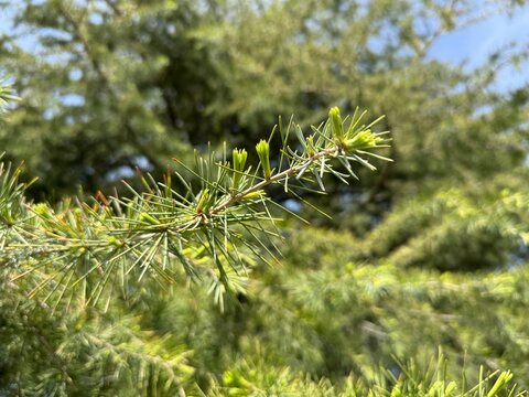 Close up of a beautiful deodar cedar (Cedrus deodara) branch with fresh green needles and spring shoots blooming in a park. Elegant coniferous tree asset for forestry and nature backgrounds.