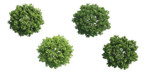 Obraz premium Four green trees seen from above showing the lush foliage of bushes and small plants for garden design plans