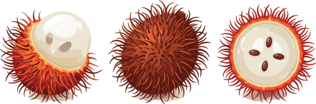 Exotic Tropical Rambutan Fruit Vector Set Featuring Red Spiky Whole Hairy Rind, Partially Peeled Shell with Translucent Pulp, and Cross Section Half Showing Internal Seeds