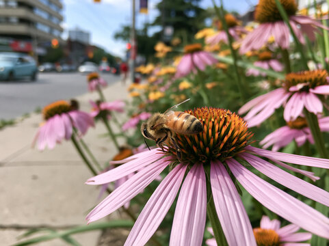 Urban Streets Alive: Macro View of a Purple Echinacea Blooming with Bees in a Lively Summer City Garden Environment