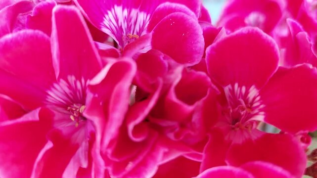 Close up panning shot of vibrant pink geranium flowers blooming in summer