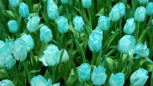 Tulips in greenhouse garden