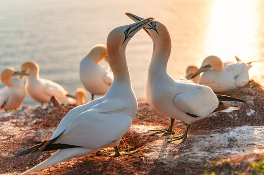 Basst&ouml;lpel aus der Familie der T&ouml;lpel Nahe dem Felsen Lange Anna und dem Lummenfelsen auf der Insel Helgoland in der Nordsee, Schleswig-Holstein, Deutschland, Europa
