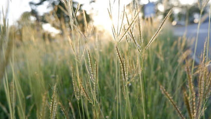 Fototapeta premium Close-up of wild grass glowing in the warm golden hour sunlight, peaceful nature healing and abstract background concept.