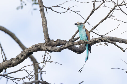 View of a racket-tailed roller bird perched on a bare tree branch in Zambezi National Park Victoria Falls, Matabeleland North, Zimbabwe.