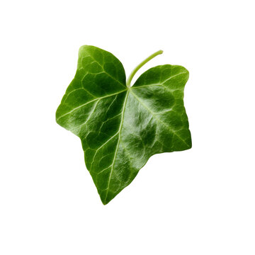 Green ivy leaf isolated fresh natural botanical vibrant detailed vein pattern closeup