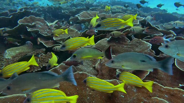 School of striped snapper yellow fish swimming  in world of colorful beautiful seascape.