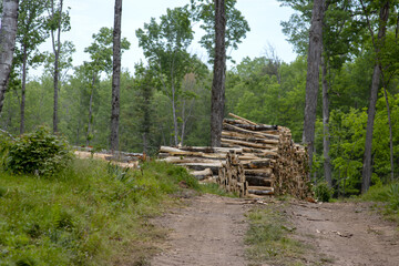 Pile of harvested raw timber logs stacked by a dirt forest road. Forestry industrial site showing logging wood piles and cut tree trunks on an unpaved wilderness lane under an overcast summer sky. © Brian