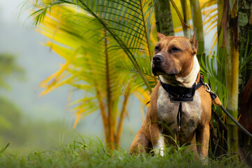 Profile portrait of Staffordshire Terrier dog in tropical setting © FabianR