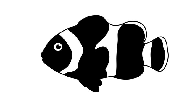 Black and white clownfish swimming alone