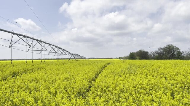Pivot Irrigation System Over Blooming Rapeseed Field Ukraine. Center pivot irrigation over vast yellow blooming rapeseed canola field spring blue sky. Agriculture technology food production concept.
