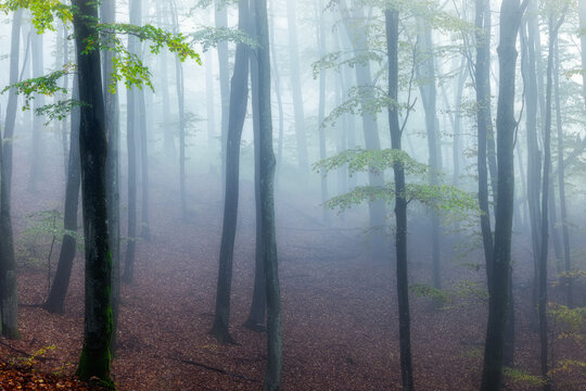 View of tall trees in a misty forest with autumn leaves on the ground in Wiezyca, Pomeranian Voivodeship, Poland.