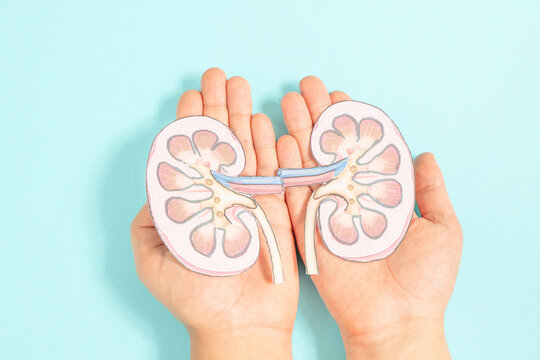 Kidney organ disease, world kidney day, impaired function, health problems, kidneys failure, dialysis and transplantation, medical issue 
