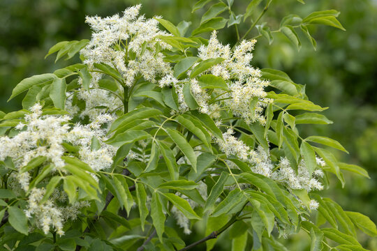 Flowering ash (Fraxinus ornus) in spring	