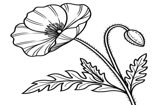 coloring page line art the bitterroot flower black vector