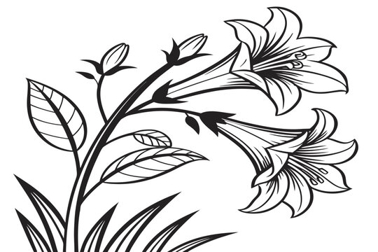 coloring page line art the bitterroot flower black vector