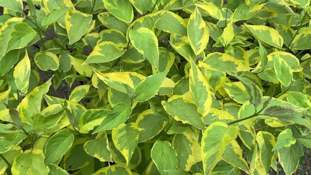 Variegated dogwood or Cornus alba leaves close-up
