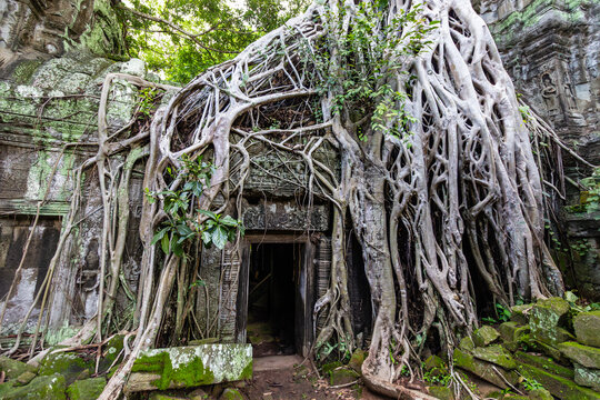 Overgrown tree roots cascading down the ancient stone doorway of Ta Prohm temple Cambodia