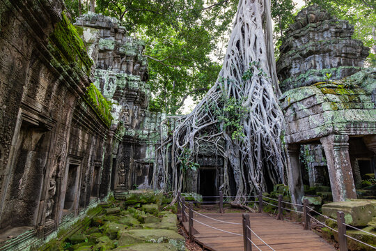 Wooden boardwalk path leading past massive tree roots at Ta Prohm temple in Cambodia