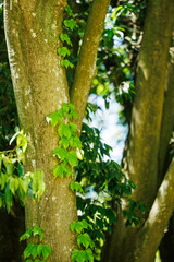 Fototapeta premium Green ivy leaves growing on a tree trunk in the forest