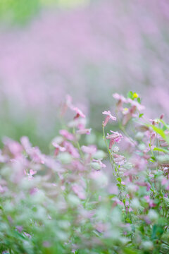Dense cluster of pink silene dioica flowers in full bloom