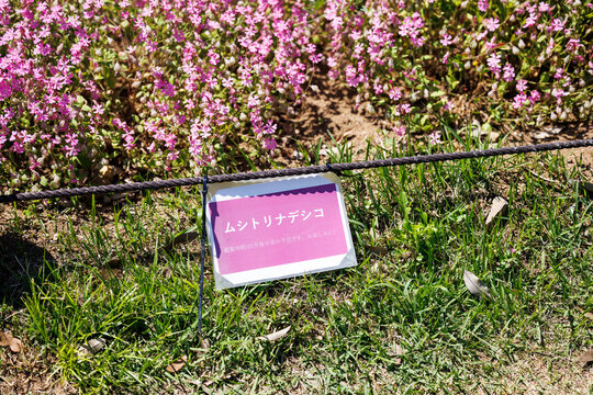 Pink silene armeria flowers with a nameplate in the park