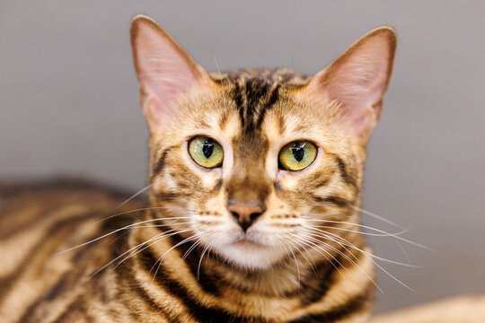 Close-Up Portrait of a Bengal Cat with Vivid Green Eyes and Golden Spotted Coat Against Gray Background