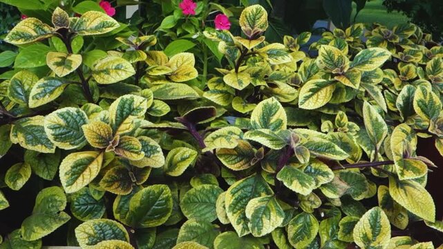 Ornamental vegetation, flower bed. The leaves are swaying in the wind, the screensaver.
