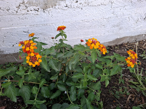 Lantana
