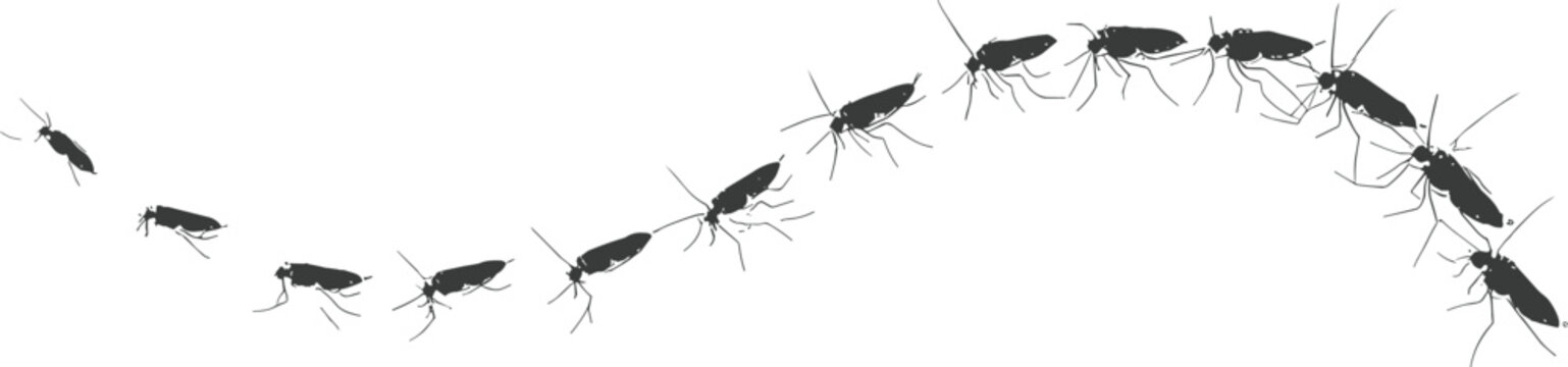 Cockroach Infestation Progression Illustration with Crawling Insects in Movement Sequence, Pest Control Concept, and Black Silhouette Vector Design