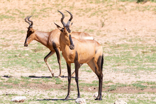 Red Hartebeest (Alcelaphus buselaphus caama) Kgalagadi Transfrontier Park, Kalahari, Northern Cape, South Africa