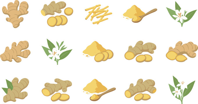Collection of Fresh Ginger Root, Slices, Powder, and Flower Icon Set