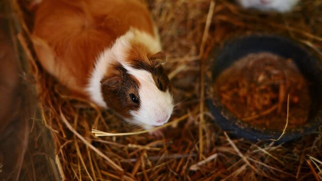Cute guinea pig sitting in dry hay next to food bowl close up. Tricolor domestic cavy bird's eye view portrait. Pet care, rodent nutrition, veterinary, domestic animal farming concepts, healthy food.