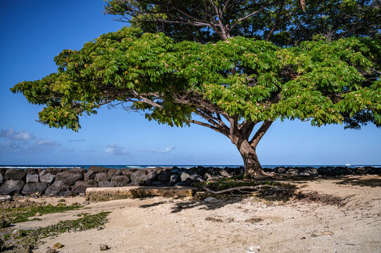 Hawaiian Monkey Pod Tree Growing on the Beach in Waikiki, Hawaii.