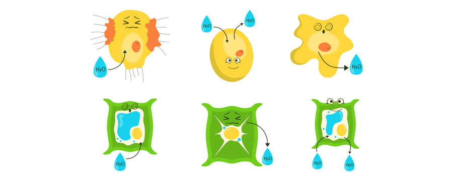 Osmosis Cell Process Illustration Set