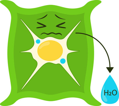 Plasmolysis Plant Cell in Hypertonic Solution. Vector Isolated