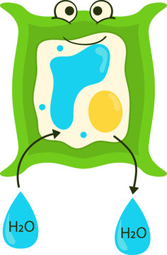Flaccid Plant Cell in Isotonic Solution. Vector Isolated