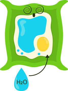 Turgidity Plant Cell in Hypotonic Solution. Vector Isolated